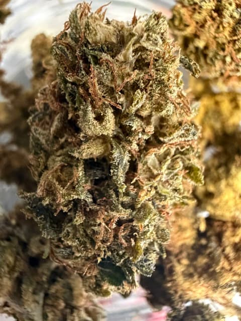 Fleurs TNT